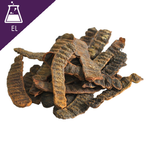 Ginger root in closeup สารสกัดส้มป่อยแบบน้ำ