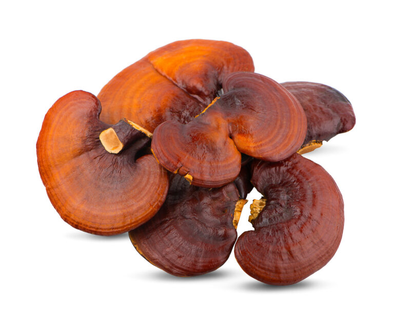 Reishi Information