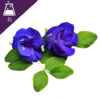 Blue pea Extract Liquid (อัญชัน)