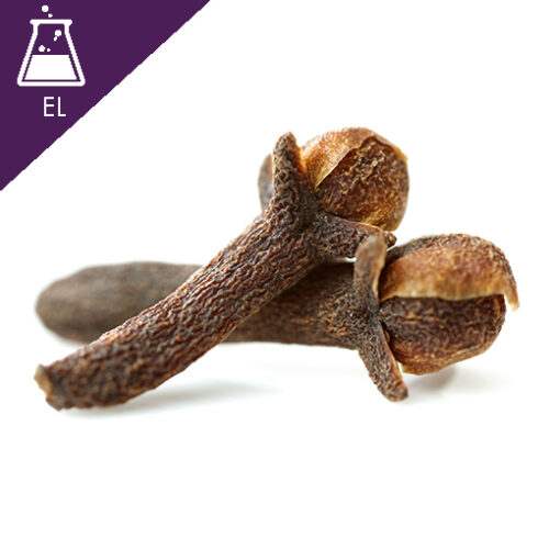Ginger root in closeup สารสกัดกานพลูแบบน้ำ