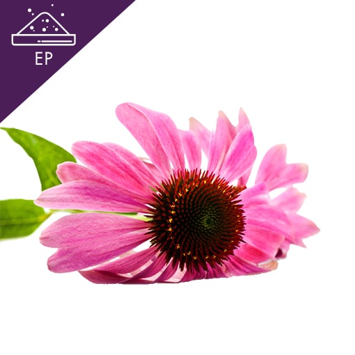 Echinacea Extract Powder