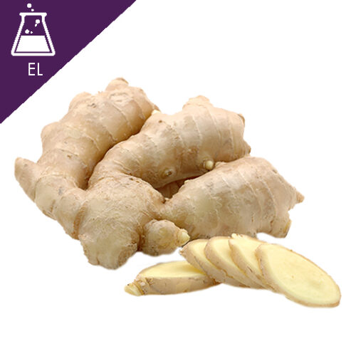 Ginger root in closeup สารสกัดขิงแบบน้ำ