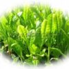 Green Tea Extract Powder