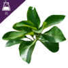 Litsea Glutinosa Extract Liquid