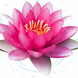 Lotus Extract Liquid