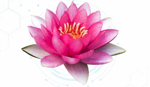 Lotus Extract สารสกัดบัวหลวงแบบน้ำ