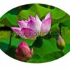 Lotus Extract Liquid