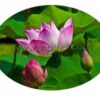 Lotus Extract Liquid