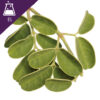 Moringa Oleifera Extract Liquid