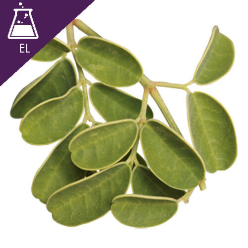 Moringa Seed Extract Liquid