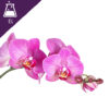 Orchid Extract Liquid