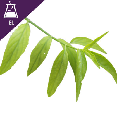 Phaya-yo Extract Liquid