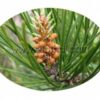 Pine Extract Powder