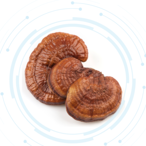 Reishi Extract Liquid