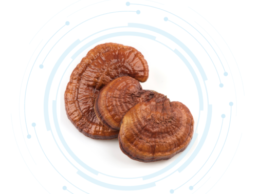 Reishi เห็ดหลินจือสกัด แบบน้ำ