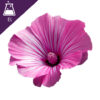 Rose Mallow Extract Liquid