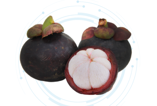Mangosteen Extract Liquid