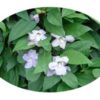 Thunbergia Laurifolia Extract Liquid