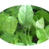 Tiliacora Triandra Extract Powder