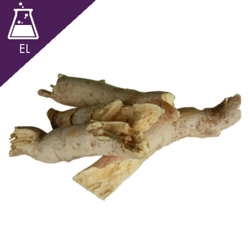 Ginger root in closeup สารสกัดปลาไหลเผือกแบบน้ำ