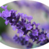 Lavender Oil