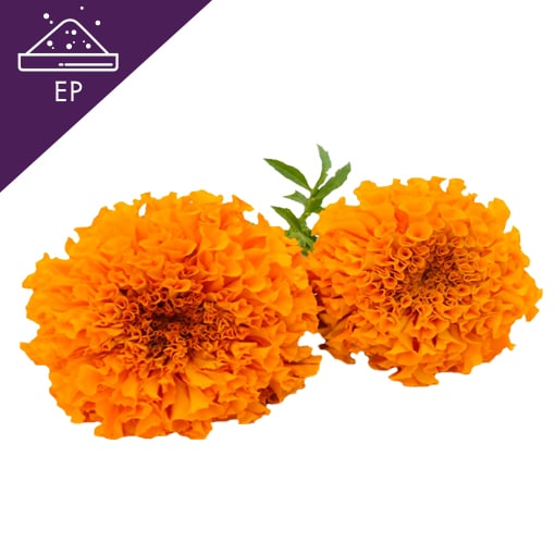 Marigold Extract Powder