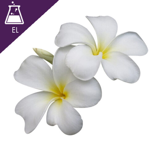 【Plumeria＊ 】fracoraHITOKAN Extract ２本 Plumeria Extract Liquid - Specialty Natural Products Public