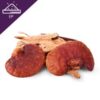 Reishi Extract Powder