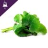 Centella asiatica Extract Liquid