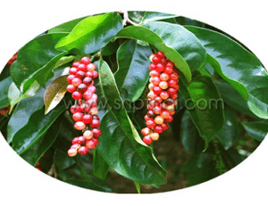 Antidesma Extract Powder