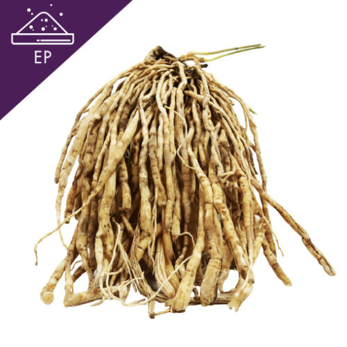 Ginger root in closeup Asparagus racemosus Extract Powder