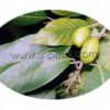 Beleric Extract Powder