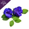 Blue Pea Extract Powder