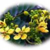 Cassia siamea Extract Powder