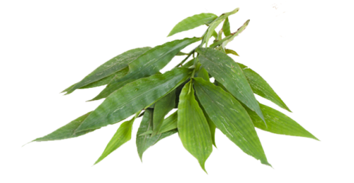 Centotheca Lappacea Extract Centotheca Lappacea Extract Powder