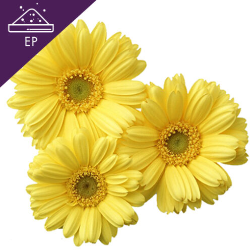 Chrysanthemum Extract Powder