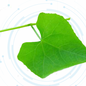 Coccinia Grandis Extract Powder