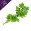 Coriander Extract Powder