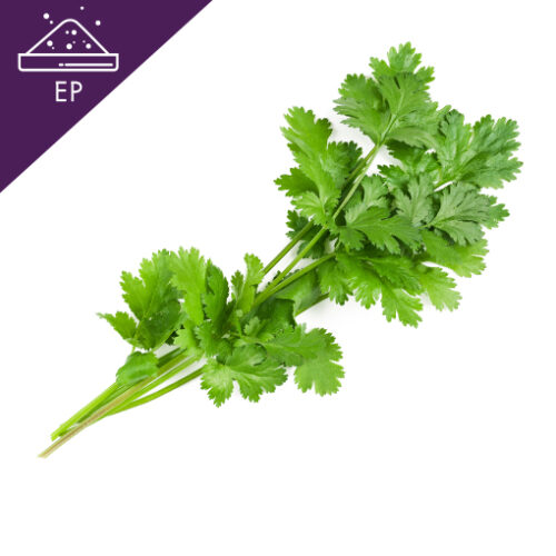 Coriander Extract Powder