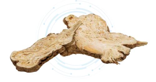Dong Quai Extract Powder สารสกัดตังกุยแบบผง