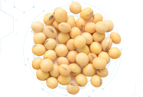 Glycine Max Extract สารสกัดถั่วเหลืองแบบน้ำ