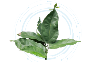 Tiliacora Triandra Extract Powder