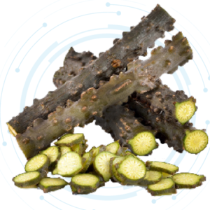 Tinospora Crispa Extract Powder