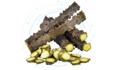 Tinospora Crispa Extract Powder