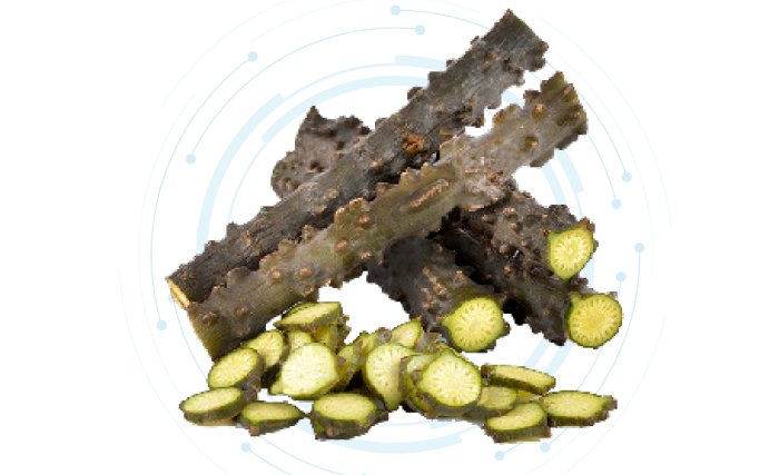 Tinospora Crispa Extract Liquid