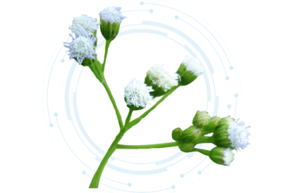 Vernonia Cinerea Extract Powder