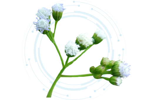 Vernonia Cinerea Extract Powder