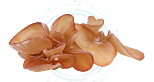 Wood Ear Mushroom Extract Wood Ear Mushroom Extract Powder