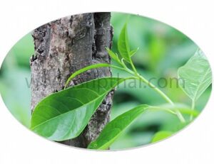 Cinnamomum Porrectum Extract Powder