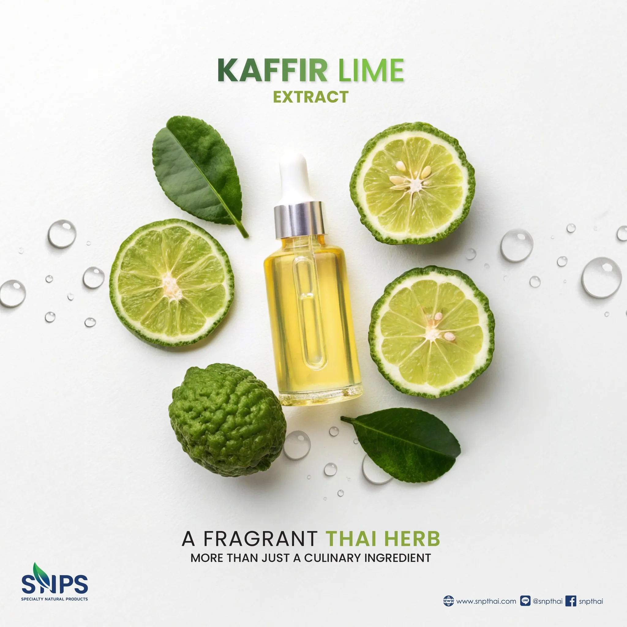 🌿มะกรูด – สมุนไพรไทยกลิ่นหอม ที่มากกว่าแค่เครื่องปรุงรู้ไหมว่า “มะกรูด” ไม่ได้มีดีแค่เพิ่มความหอมในอาหาร 🤤